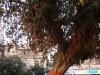 mum-tree-on-chowpatty.jpg