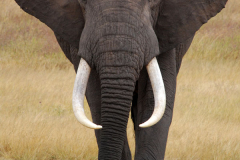 Ngorongoro Conservation Area