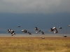 ngo-an-elegant-flock.jpg