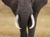 ngo-elephantine-perfection.jpg