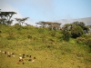 ngo-goats-on-the-hillside.jpg