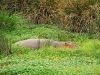 ngo-hiding-hippo.jpg
