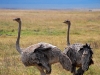 ngo-ostrich-couple.jpg
