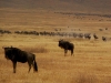 ngo-perspective-of-a-herd.jpg