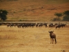 ngo-watching-the-herd.jpg