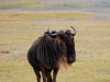 ngo-wildebeest.jpg