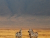 ngo-zebras-in-the-mist.jpg