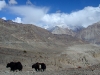 yaks-in-the-valley.jpg