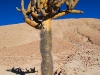 lau-candelabra-cactus.jpg