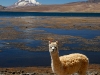 lau-sajama-and-the-alpaca.jpg