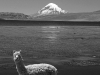 lau-the-volcano-and-the-alpaca.jpg