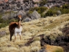 lau-vicuna-in-the-grass.jpg