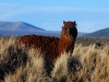 saj-alpaca-in-the-grass.jpg