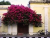 pon-bouganvillea.jpg