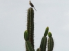 pue-guarding-the-cactus.jpg