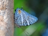 pue-delicate-butterfly.jpg