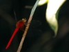 pue-dragonfly.jpg
