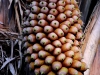 pue-exotic-fruits.jpg