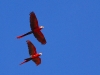 pue-macaw-acrobatics.jpg