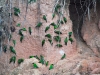 pue-macaw-clay-lick.jpg