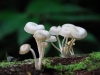 pue-mushroom-world.jpg