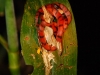 pue-red-snake.jpg