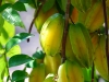 pue-starfruit.jpg