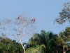 pue-treetops.jpg