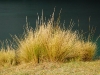 qlo-grassy.jpg
