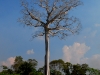 rio-tall-tree.jpg