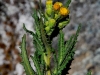 san-alpine-flora.jpg