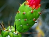 san-blooming-cactus.jpg