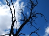 san-leafless-tree.jpg
