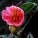 san-rosy-bud.jpg