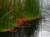 san-wild-reeds.jpg