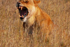 Serengeti National Park