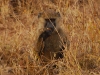 ser-baboon-having-lunch.jpg