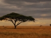 ser-classic-serengeti-tree.jpg