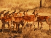 ser-gazelle-flock.jpg