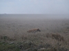 ser-hyena-in-the-mist.jpg