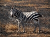 ser-lone-zebra.jpg