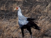 ser-secretary-bird.jpg