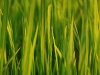 sip-blades-of-grass.jpg