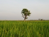 sip-lone-tree.jpg