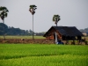sip-rice-fields-in-the-afternoon.jpg