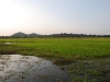 sip-rice-fields.jpg
