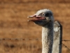 sip-the-ostrich.jpg