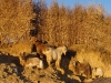 sin-goats-in-the-sun.jpg