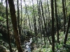 sin-rainforest-creek.jpg