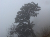 sin-tree-in-the-fog.jpg